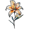 Lily
