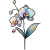Orchidée