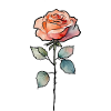 Rose