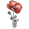 Coquelicot