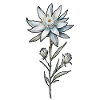 Edelweiss