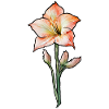 Amaryllis