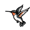Hummingbird Bird