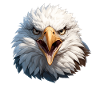 Bald Eagle Weißkopfseeadler