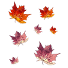 Absolute highlight: autumn leaves