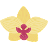 Orchidée jaune