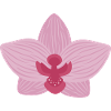 Orchidée lilas