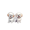 Bichon Frise Gifts