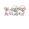 Cadeaux Bichon Frisé