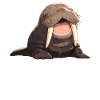 Walrus Walrosse Walross