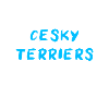 Cesky Terrier