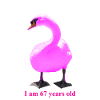 Surprising Ornate Swan Mash-Up