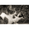 portrait de chats