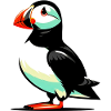 Puffin
