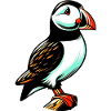 Puffin
