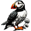 Puffin
