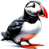 Macareux