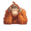 Orangs-outans Orangs-outans