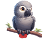 Gray Parrot Graupapageis Graupapagei