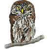 Pygmy owl