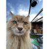 Cat Selfie