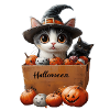 Halloween-Kätzchen in einer Box