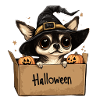 Halloween puppy in a box