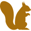 squirrel