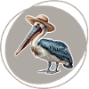 Pelican