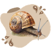 Schnecke