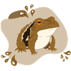 Toad