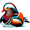 Mandarin duck