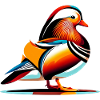 Mandarin duck