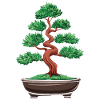 Bonsai Tree Japanese Bonsai
