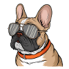 French Bulldog with Sunglasses