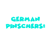 Pinscher allemand