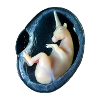 Einhorn-Embryo 3