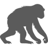 affe