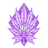 Kush violet