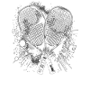 Squash