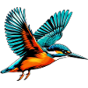 Kingfisher