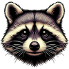 Raccoon