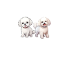 Cadeaux Bichon Frisé