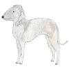 Bedlington Terrier