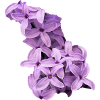 Fliederblütencluster