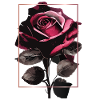 Rose mit Rahmen