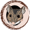 Waldmaus / Wood Mouse II