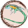Tüpfelrennechse / Rainbow Whiptail II