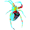 Spinne in Neonfarben