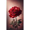 Red rose